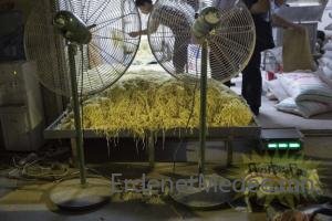 Хятадууд гоймонг хамгийн заваан нөхцөлд үйлдвэрлэдэг