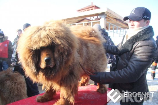 Монголд байгаа хамгийн үнэтэй Төвөд нохойг танилцууллаа